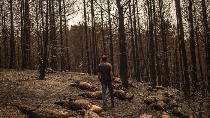 Kostis Angelou shepherd, 44, who lost a herd of 372 animals, walks among his dead goats in a forest following a wildfire near Kerasia Village on Evia (Euboea) island, the second-largest Greek island, on August 11 2021. - Firefighters were slowly bringing a wildfire under control that has raged for nine don August 11, 2021, while fresh forces were deployed to fight a massive blaze on the Peloponnese peninsula. (Photo by ANGELOS TZORTZINIS / AFP)