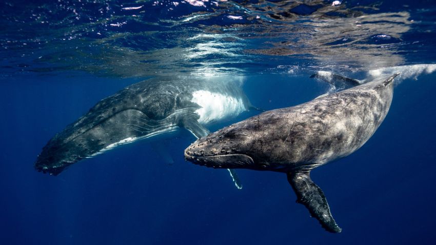 Csendesebbek a vizek, jobban hallják egymást a tengeri állatok