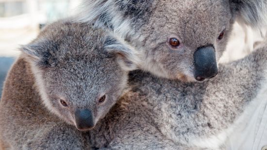Már másodszor fenyegeti kihalás a koalákat