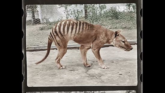 Színesben is látható az utolsó tasmán tigris