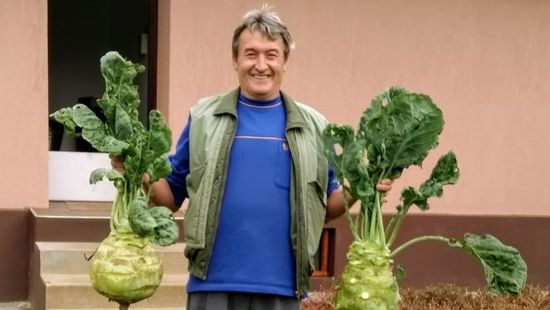 Óriási zöldségek nőttek egy nógrádi férfi kertjében
