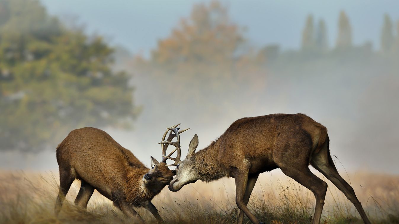 Deer Fighting At Richmond Park