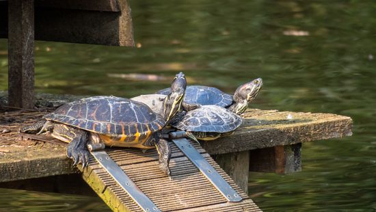 Állatmenhelyre költöztetik a kétfejű teknősbébit