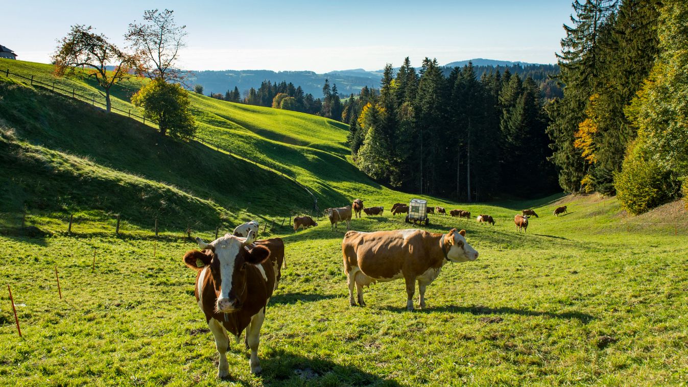 Switzerland canton bern emme valley herd dairy cows production emmental pastures to