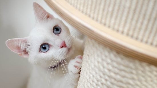 Hogyan szoktassuk le a macskát a bútorok karmolásáról?