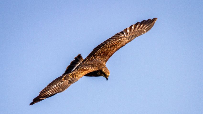 Így vadászik le egy felnőtt tőkés récét a prérisólyom