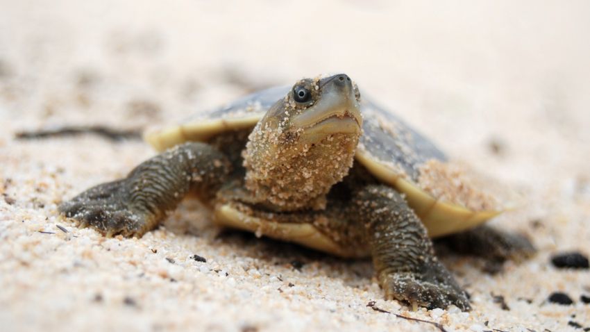 Egy kihalás fenyegette teknősfaj fogságban felnevelt egyedeit engedték szabadon Kambodzsában