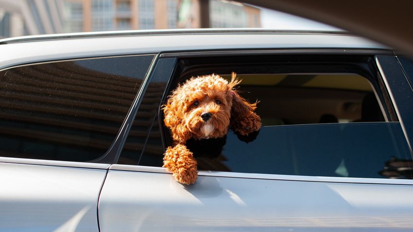 Mennyi ideig bírja a kutya az autóban utazást?