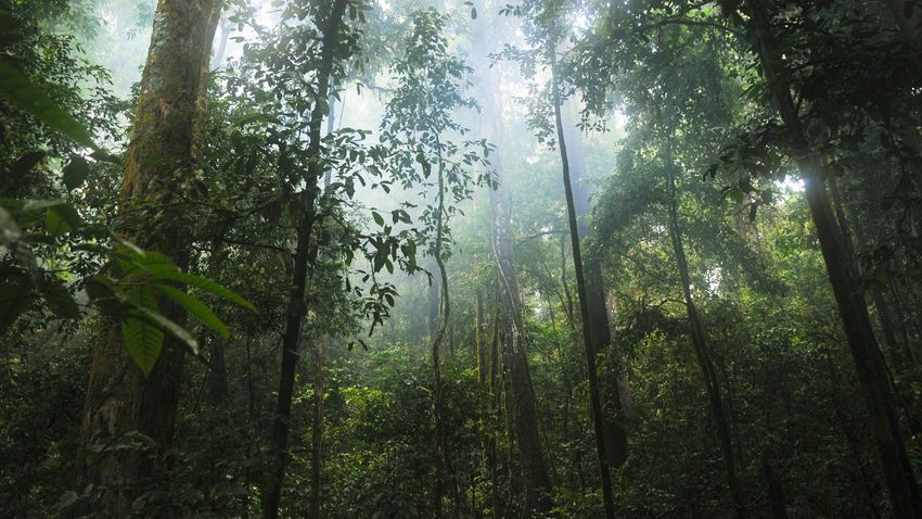 Vajon tényleg megfékezhetjük 2030-ra az erdőirtást?