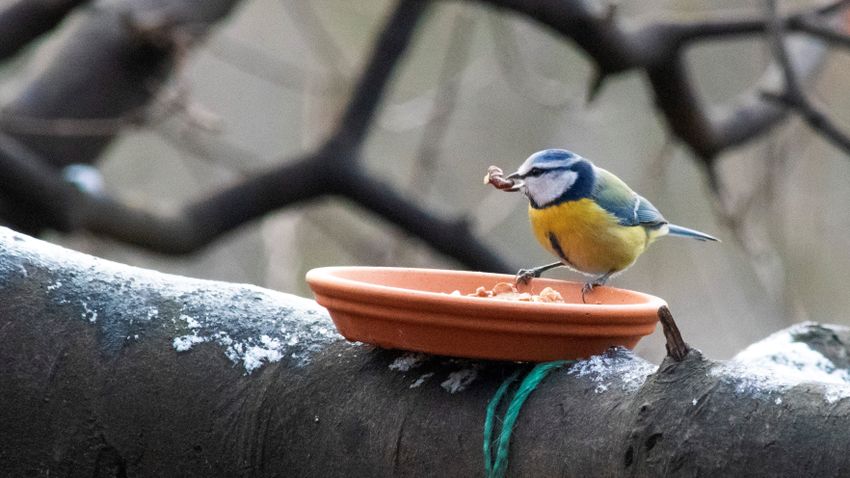 A klímaváltozás miatt látogathatja kevesebb madár az etetőket