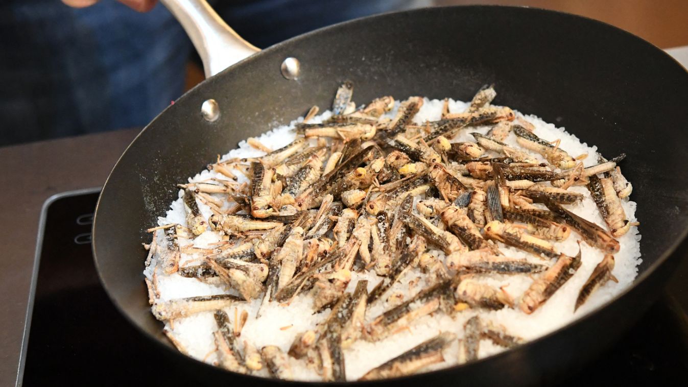 Insects cooking course