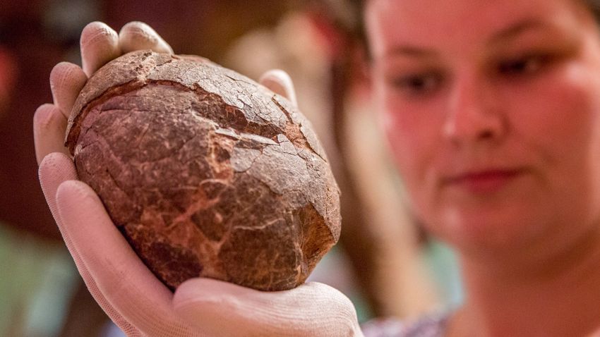 Elképesztő, mi rejtőzött a 70 millió éves ősi tojásban
