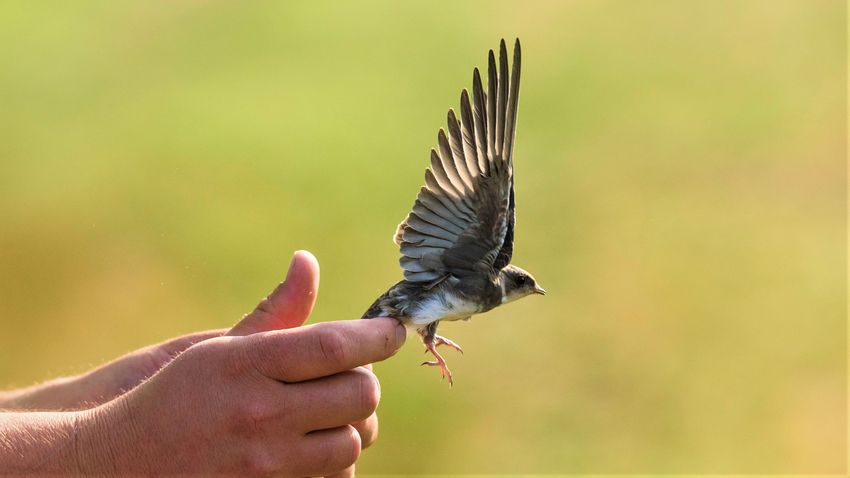 Súlyosan veszélyeztetett a nagy-britanniai madárfajok több mint negyede