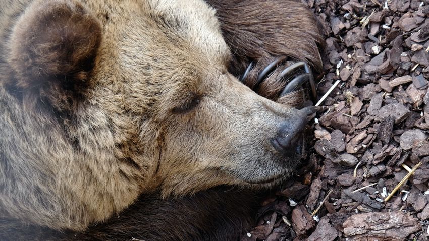 Olasz sztár-medve érkezik a magyarországi medveparkba