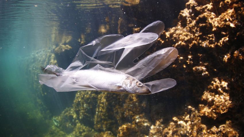 Műanyag élőhellyé változott a Csendes-óceánon úszó szemétsziget