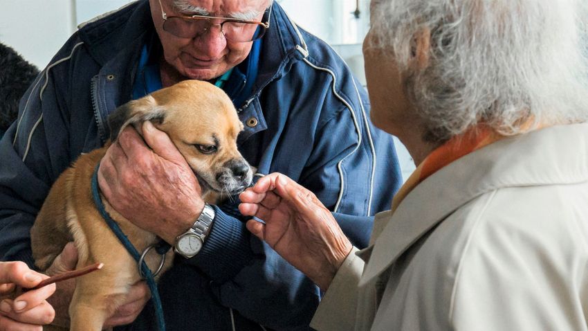  Kiugróan nőtt a kutyatartók száma a vírusidőszakban