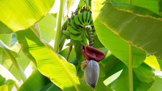 Hamis banán valódi előnyökkel