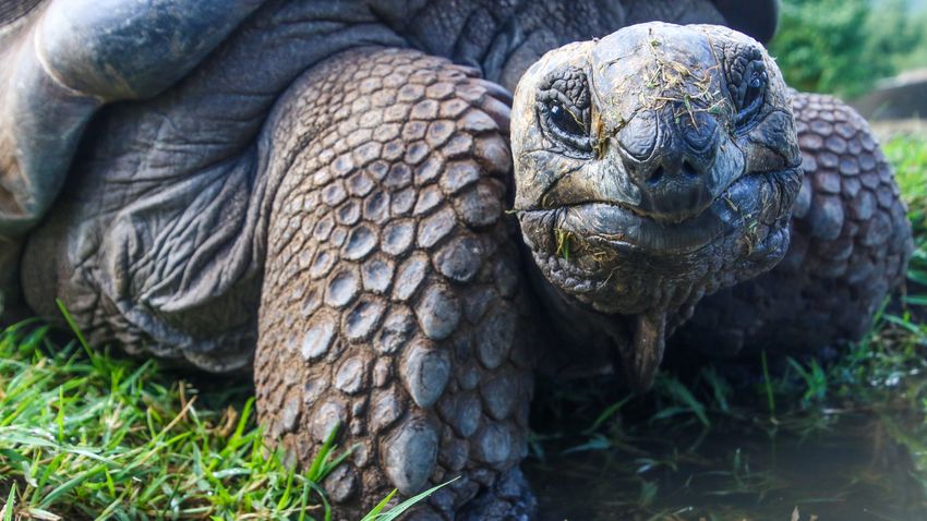 Idén lett 190 éves Jonathan, a világ legidősebb teknőse