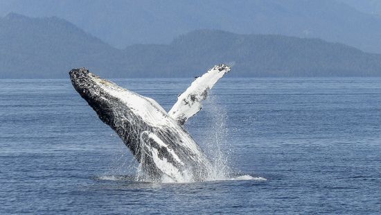 Levették a hosszúszárnyú bálnát a veszélyeztetett fajok listájáról Ausztráliában