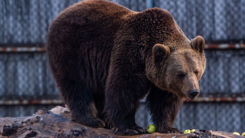 Öt hely, ahol megleshetjük az odújukból előmászó medvéket