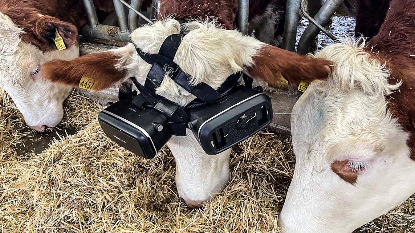 Virtual reality glasses increase the milk yield of the cows