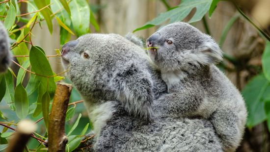 Nagyobb védelmet követelnek a koaláknak