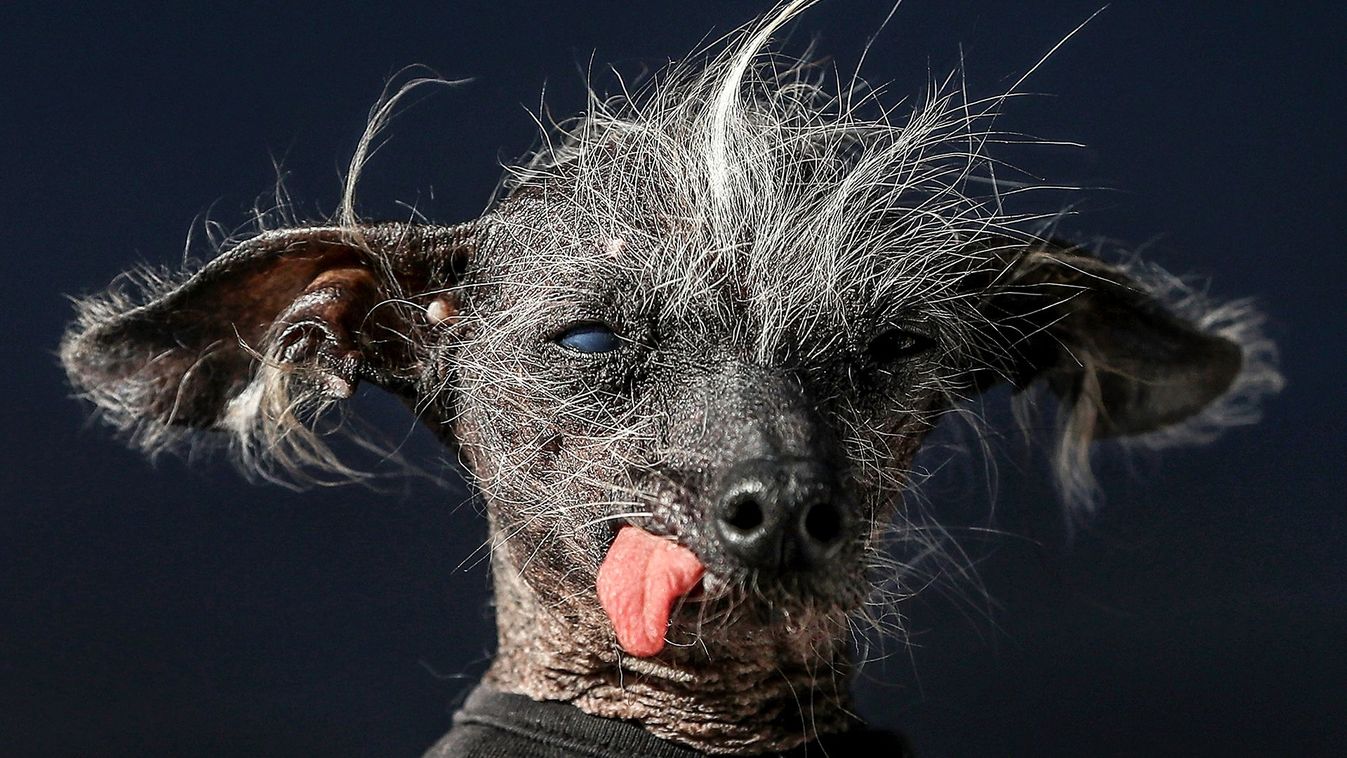The Sonoma Marin Fair Hosts Annual Ugliest Dog Competition