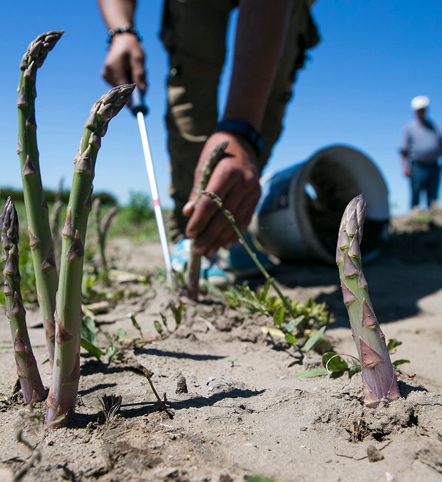 A spárgatermesztés viszonylag nehéz műfaj. Az évelő természet és a munkaerőigényesség állította kihívásokat azonban kompenzálja a magas ár, amiért a "zöldségek királynője" eladható. / Forrás: Petőfi Népe Fotó: Bús Csaba
