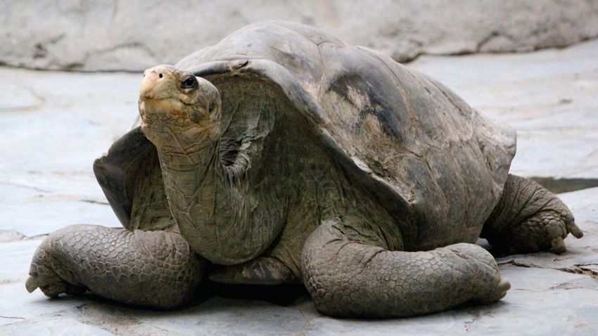 Eddig ismeretlen fajhoz tartozik a Galápagos-szigetek egy csapat óriásteknőse