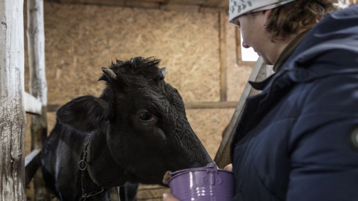 Pet therapy for civilians suffered war trauma in Ukraine