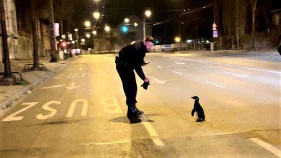 Szökevény pingvint fogtak a rendőrök a Dózsa György úton