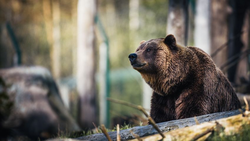 Száz éve nem élt olyan sok barnamedve a Pireneusokban, mint most