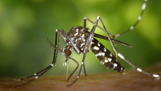 Inváziós szúnyogfajok figyelésére kérik a lakosságot