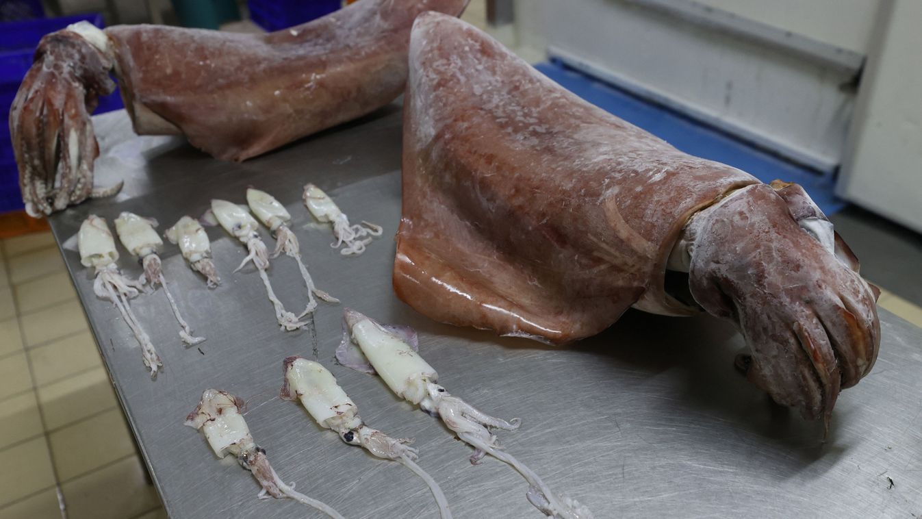 With global warming giant squids emerge in Aegean Sea