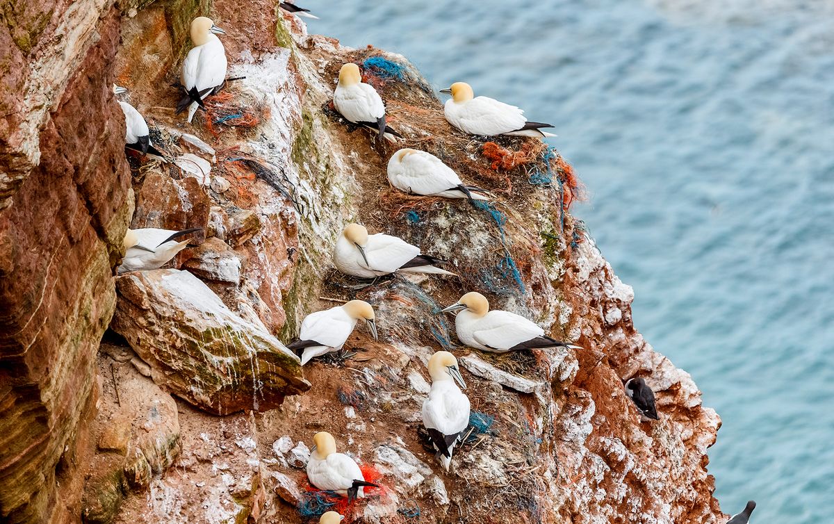 Plastic waste in bird nests
