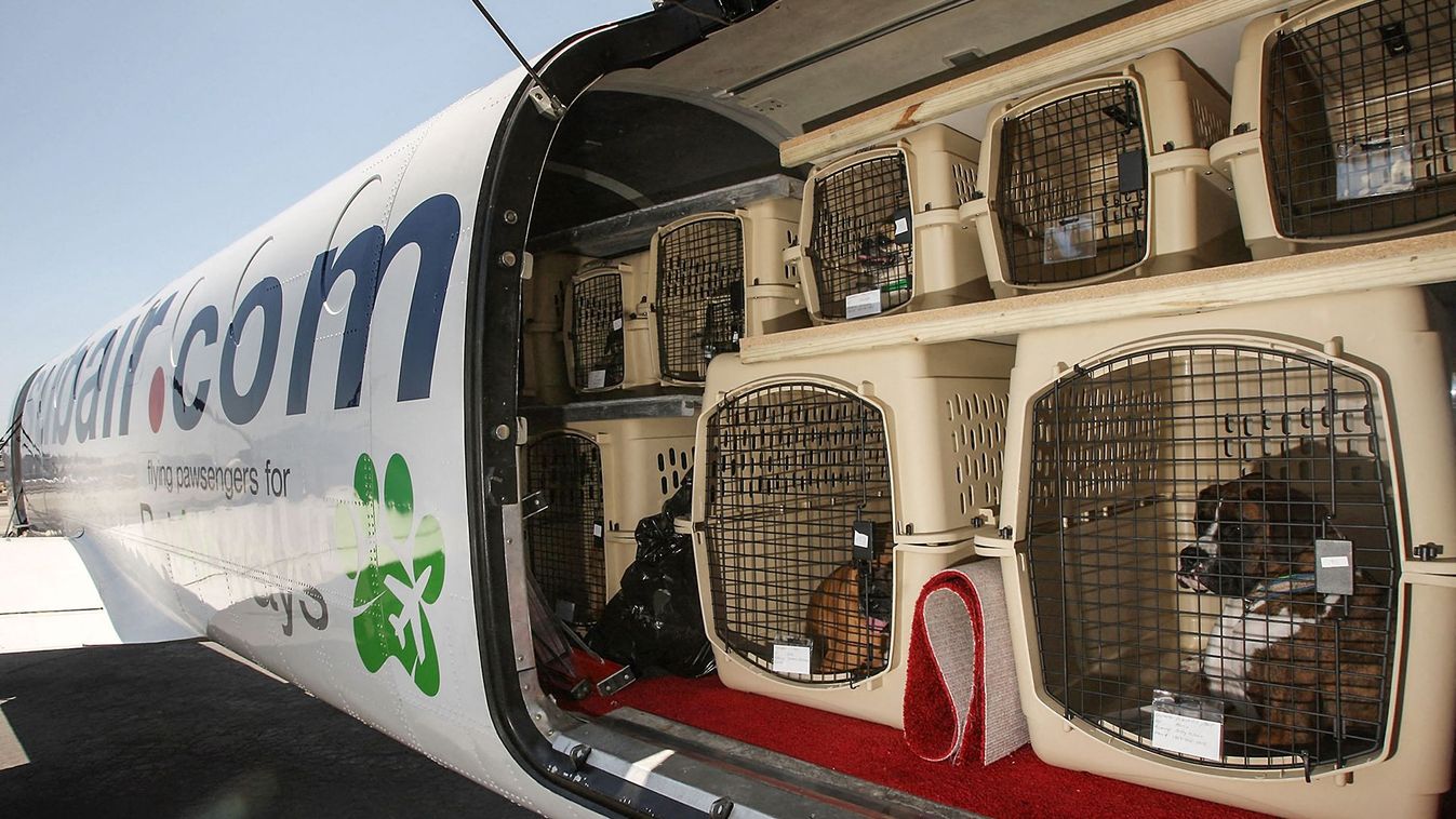Airline For Pets Starts Flying In Select US Cities