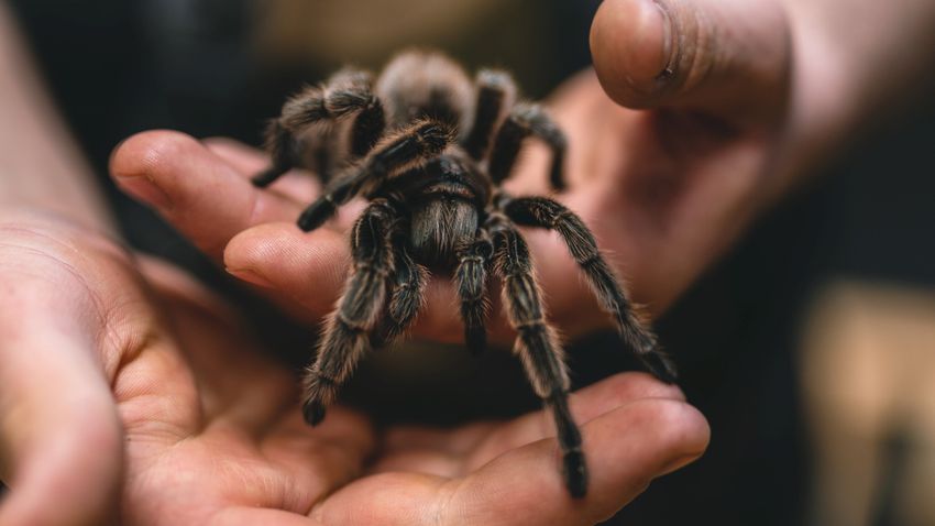 Óriási sláger a ritka pókfélék adás-vétele a feketepiacon