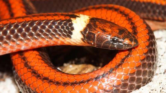 Gyönyörű új kígyófajt fedeztek fel Paraguayban