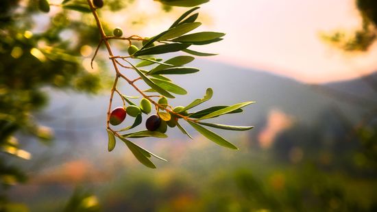 Cseresznye helyett hamarosan olívabogyót szüretelhetünk?