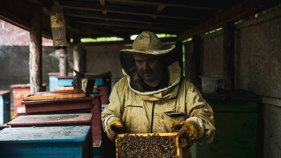 Újabb támogatást kapnak a méhészek