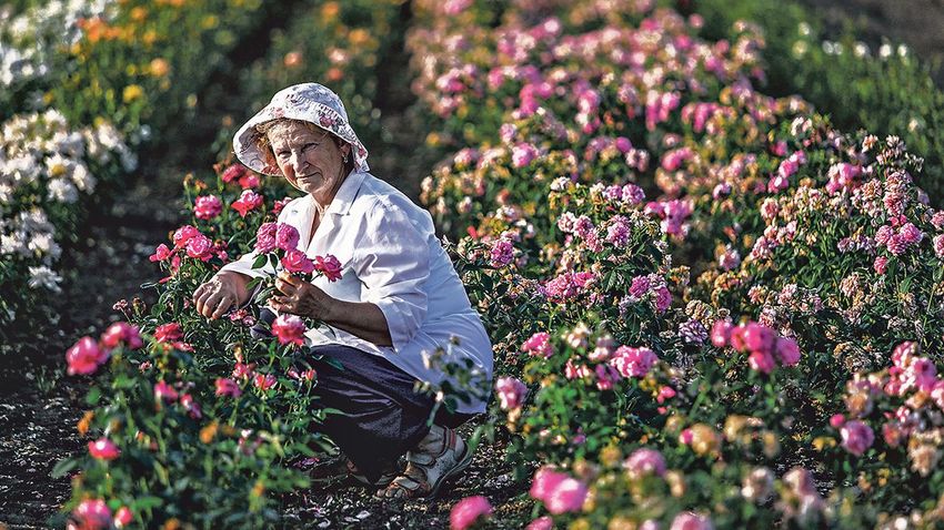A munkaerőhiány és az extrém meleg nyarak is visszavetették a szőregi rózsatermesztést
