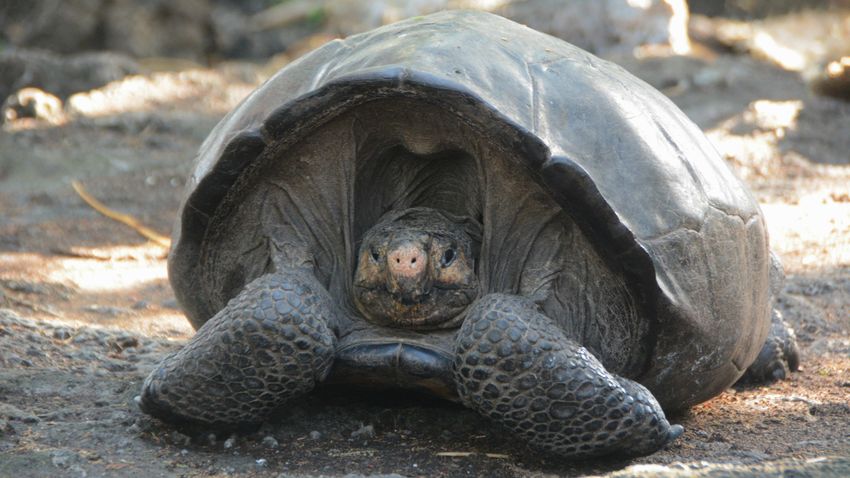 Nem lehet következmények nélkül pusztítani a teknősöket Ecuadorban