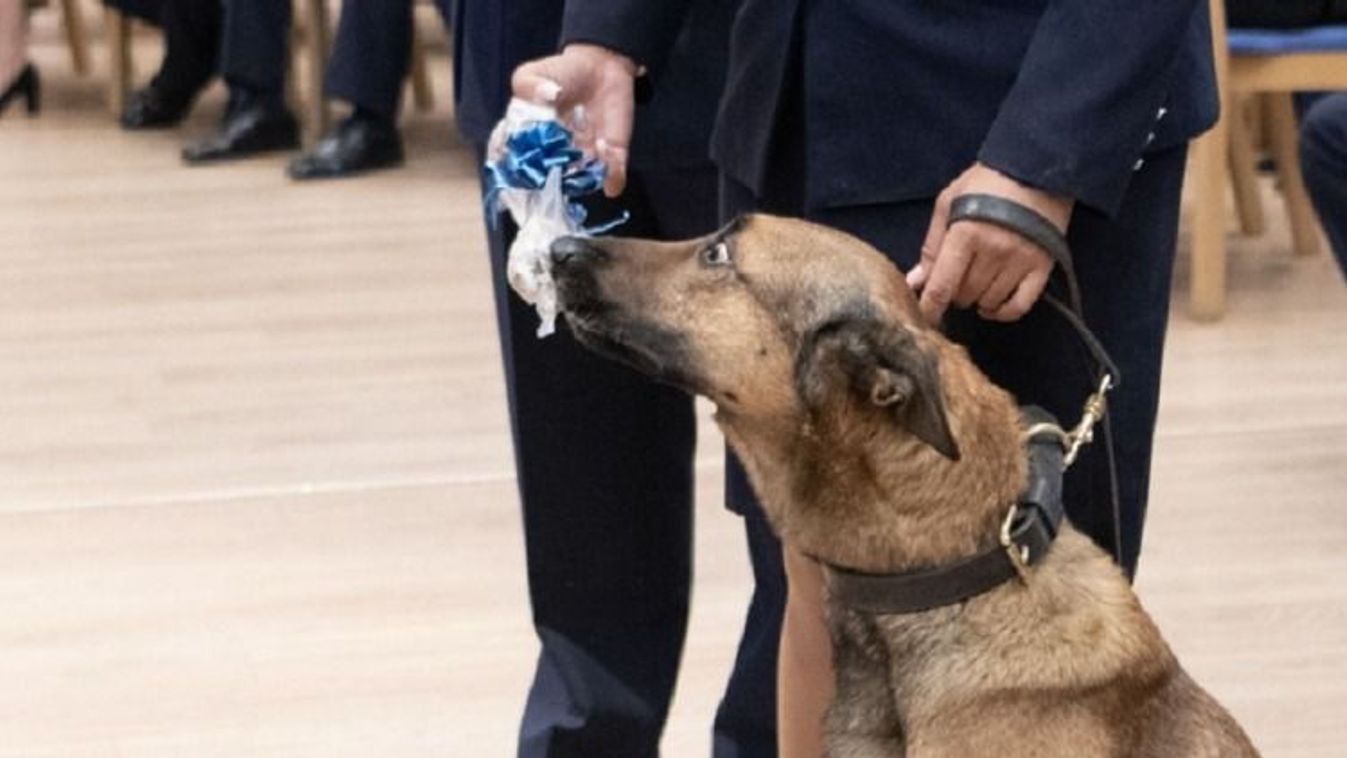 Főnök, a személykereső kutya jutalma egy velős csont volt _ FORRÁS POLICE.HU