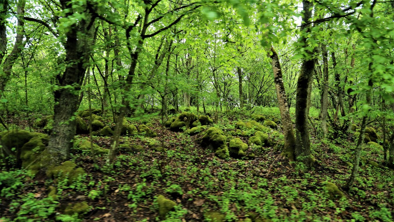 Az erdők védelme a kormányzati politika szerves része