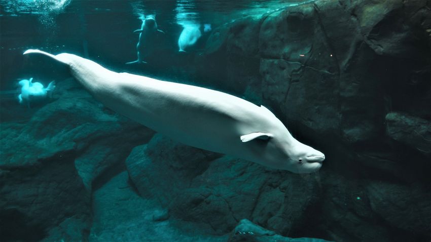 Nem fogad el élelmet a Szajnába tévedt fehér delfin + videó