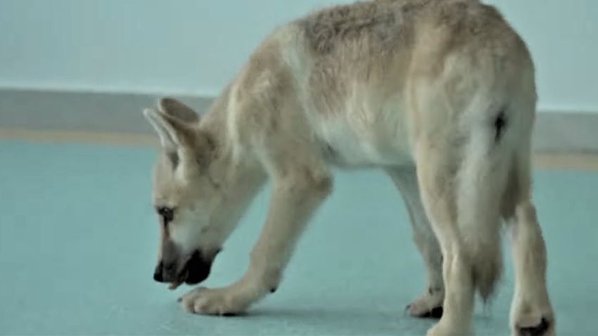 Megszületett a világ első klónozott sarki farkasa + videó