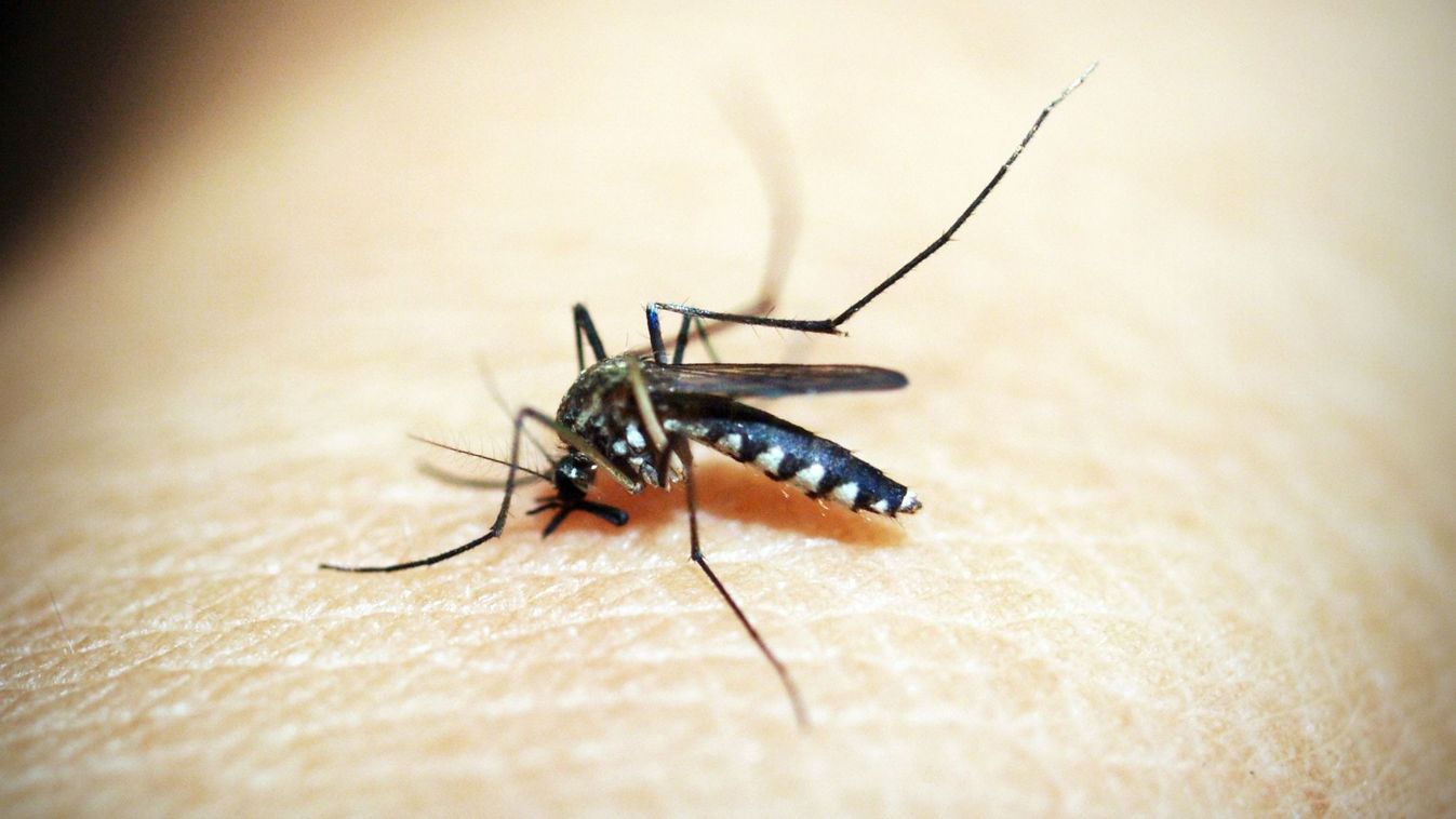 Negyven dengue-lázas esetet találtak az idei nyáron Franciaországban