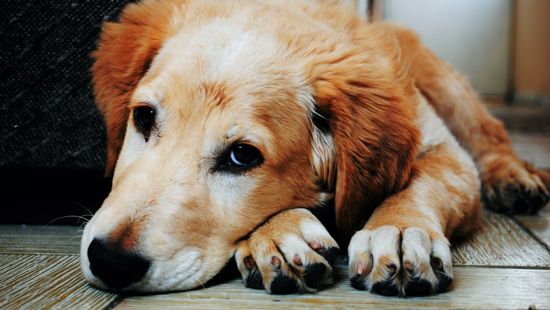 Mennyi ideig élhetnek a kutyák demenciával?