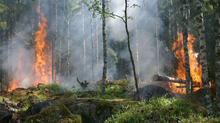 Új magyar módszer az erdőtüzek előrejelzésére
