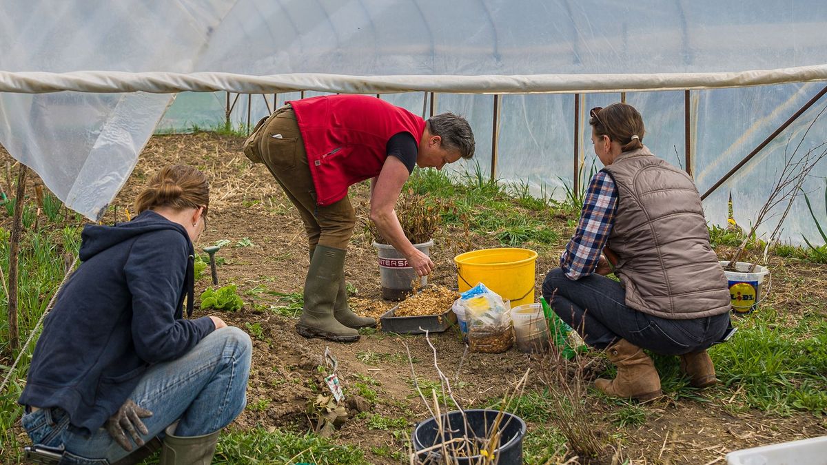 Vége a vízízű paradicsomnak, ennyibe fog kerülni a finom magyar